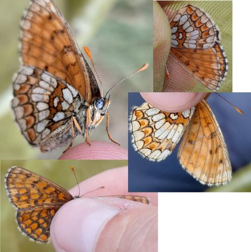 Melitaea athalia celadussa